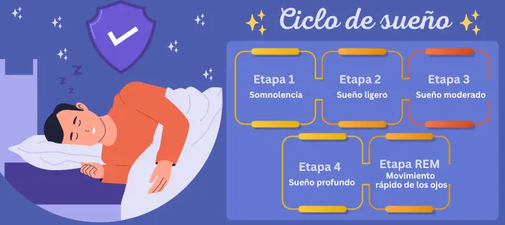 Calculadora de sueño 1 Calculadora de Sueño - Ciclo de sueño