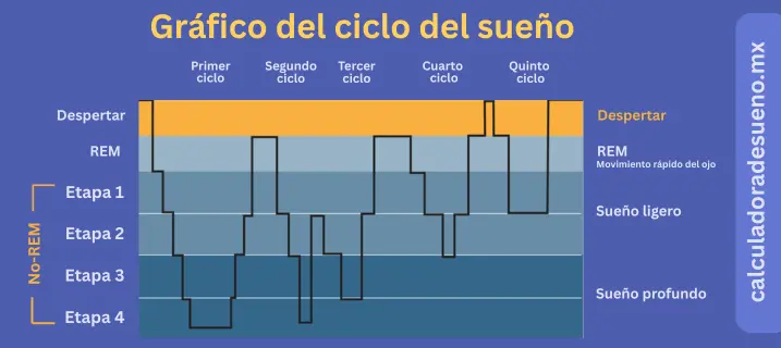 ¿Qué son los ciclos de sueño? 1 Gráfico del ciclos de sueño